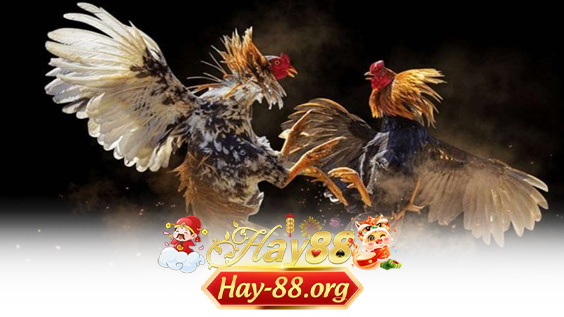 Bí Quyết Đặt Cược Đá Gà Hiệu Quả Hay88 – Chơi Có Chiến Lược, Thắng Có Tính Toán